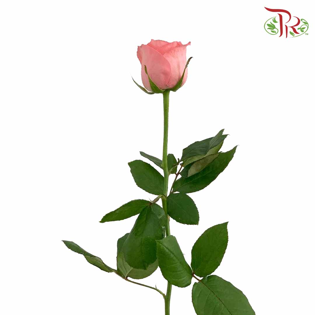 Rose Salmon (19-20 Stems) - Pudu Ria Florist Southern