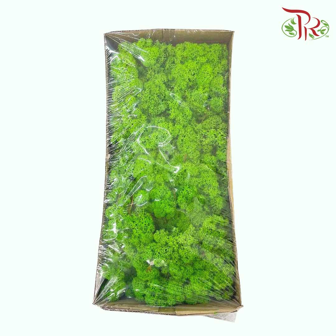 Dried Moss Reindeer - Green - Pudu Ria Florist Southern