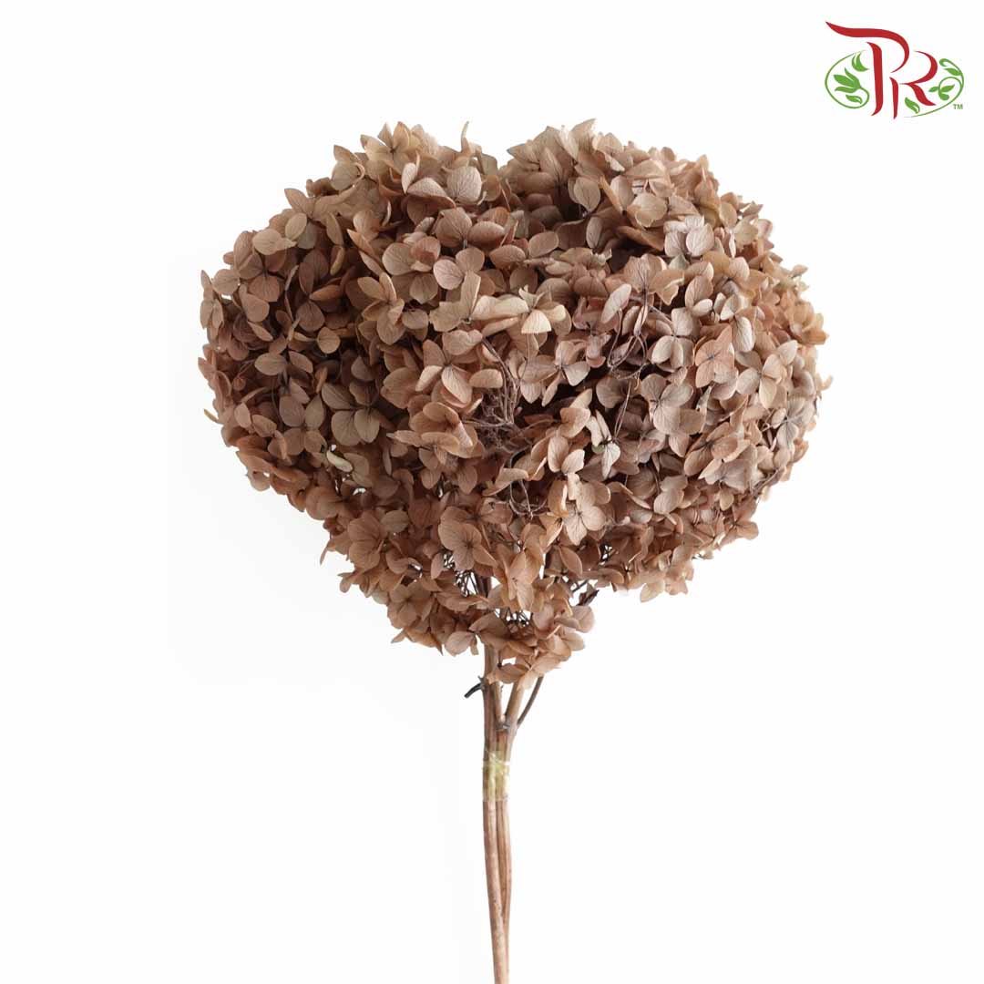 Preservative Hydrangea - Brown / Per Stem - Pudu Ria Florist Southern