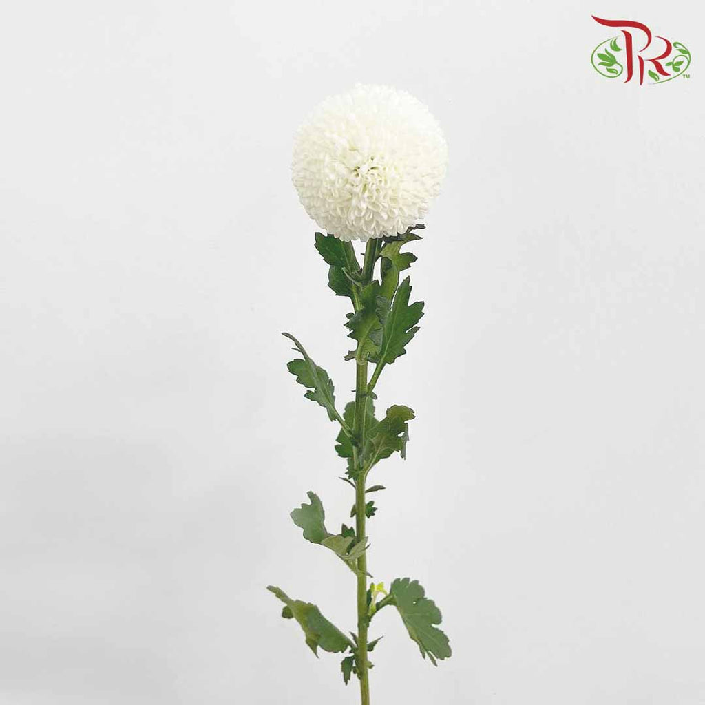 Chrysanthemum Ping Pong White (10-12 Stems) - Pudu Ria Florist Southern