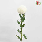 Chrysanthemum Ping Pong White (10-12 Stems) - Pudu Ria Florist Southern