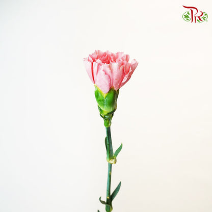 Carnation little Pink (18-20 Stems) - Pudu Ria Florist Southern