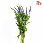 Veronica Blue (Per Bundle) - Pudu Ria Florist Southern