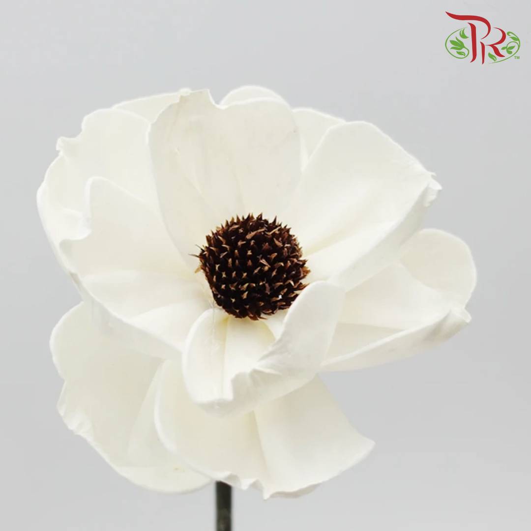 Preservative Sola Anemone - Pudu Ria Florist Southern