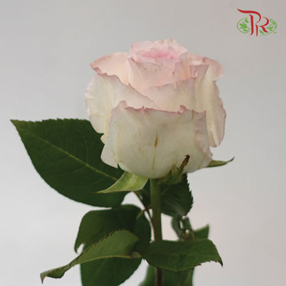 Rose Mandala (8-10 Stems) - Pudu Ria Florist Southern