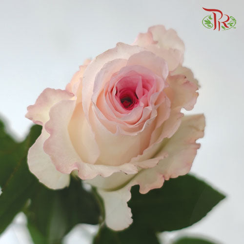 Rose Mandala (8-10 Stems) - Pudu Ria Florist Southern