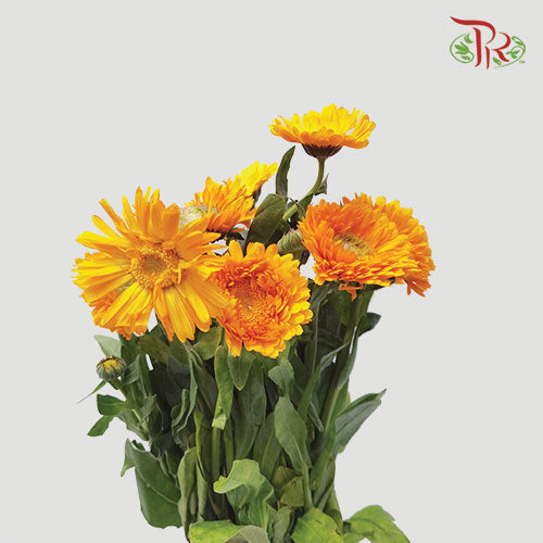 Marigold Orange (18-20 Stems) - Pudu Ria Florist Southern