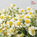 Matricaria - (Per Bunch) - Pudu Ria Florist Southern
