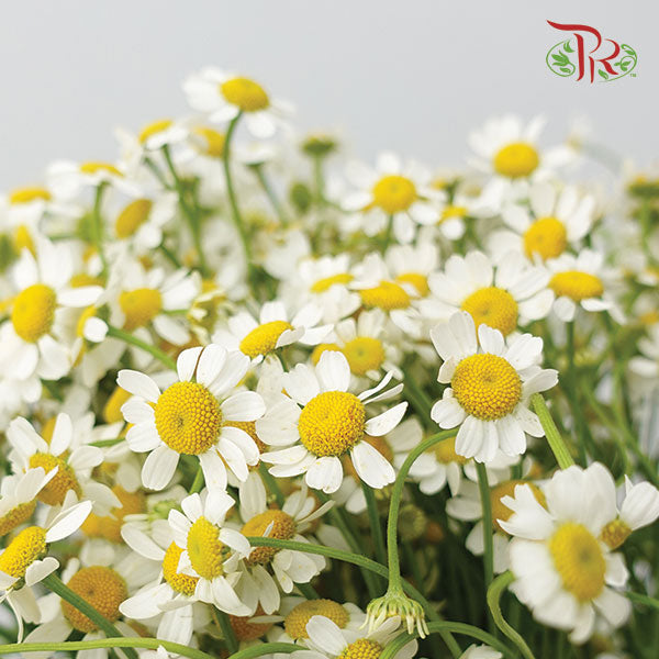 Matricaria - (Per Bunch) - Pudu Ria Florist Southern