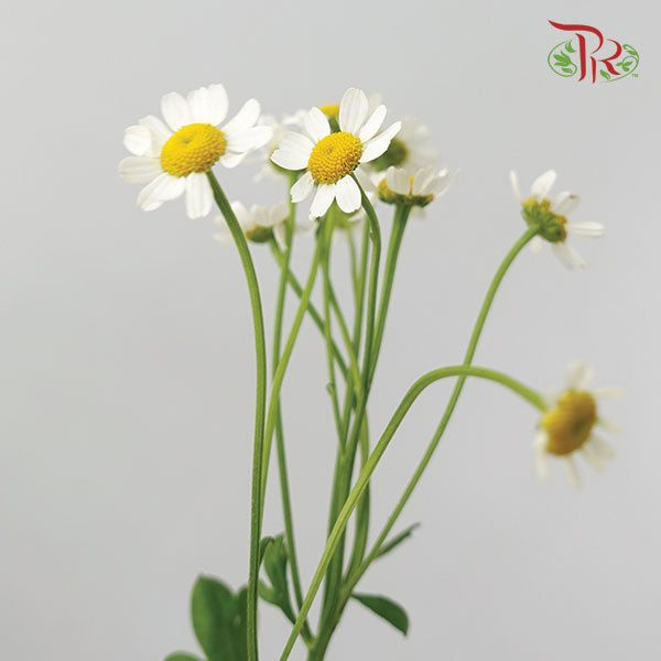 Matricaria - (Per Bunch) - Pudu Ria Florist Southern