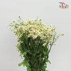 Matricaria - (Per Bunch) - Pudu Ria Florist Southern