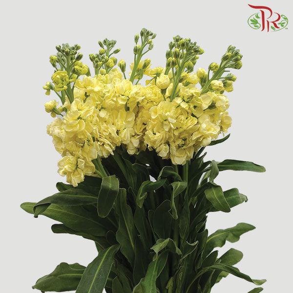 Matthiola Yellow (Per Bundle) - Pudu Ria Florist Southern