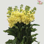 Matthiola Yellow (Per Bundle) - Pudu Ria Florist Southern