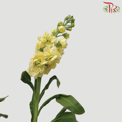 Matthiola Yellow (Per Bundle) - Pudu Ria Florist Southern