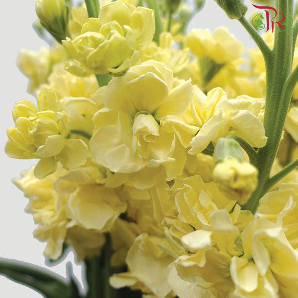 Matthiola Yellow (Per Bundle) - Pudu Ria Florist Southern