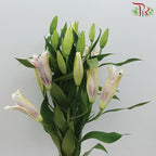 Mcdonna Lily Pink - Pudu Ria Florist Southern