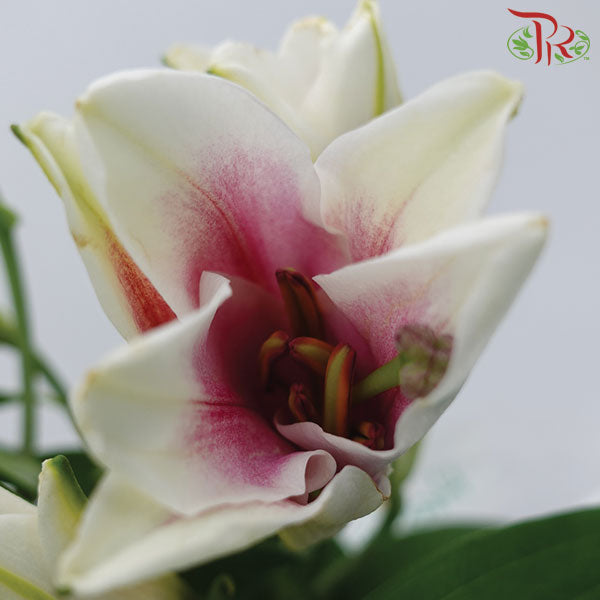 Mcdonna Lily Pink - Pudu Ria Florist Southern