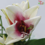 Mcdonna Lily Pink - Pudu Ria Florist Southern