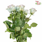 Rose Mondial Dyed Sweet Aurora Bori (8-10 Stems) - Pudu Ria Florist Southern