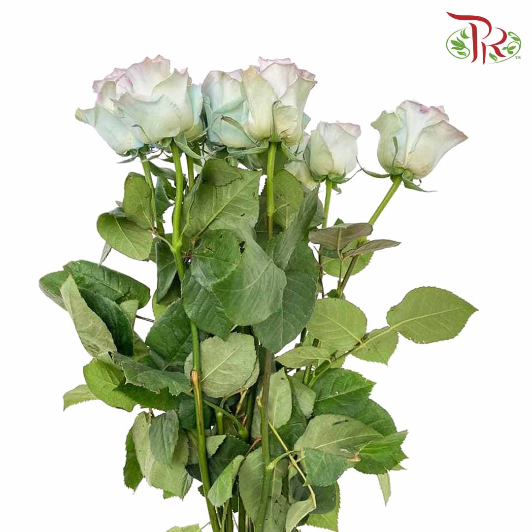 Rose Mondial Dyed Sweet Aurora Bori (8-10 Stems) - Pudu Ria Florist Southern
