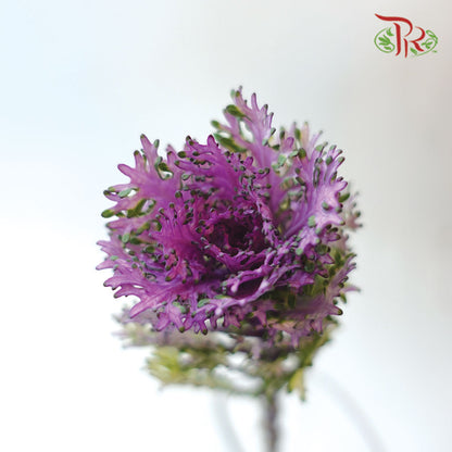 Mini Brassica Purple 2 (5 Stems) - Pudu Ria Florist Southern