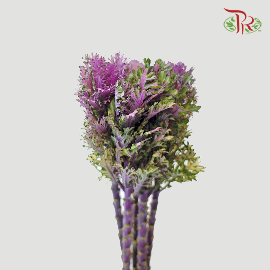 Mini Brassica Purple 2 (5 Stems) - Pudu Ria Florist Southern