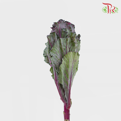 Mini Brassica Purple (5 Stems) - Pudu Ria Florist Southern