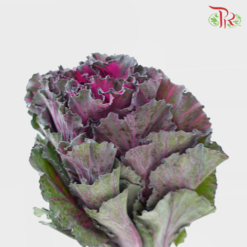 Mini Brassica Purple (5 Stems) - Pudu Ria Florist Southern