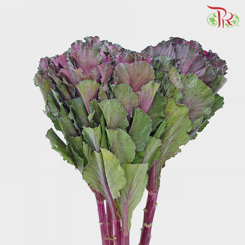 Mini Brassica Purple (5 Stems) - Pudu Ria Florist Southern