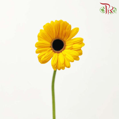 Gerbera Gold Yellow (8-10 Stems) - Pudu Ria Florist Southern
