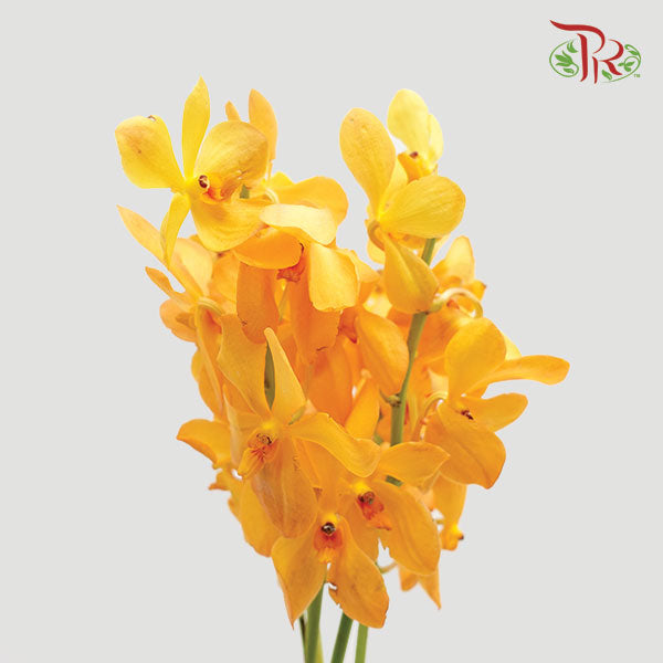 Mokara Orchid Orange (XL) - Pudu Ria Florist Southern