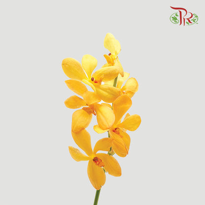 Mokara Orchid Orange (L) - Pudu Ria Florist Southern