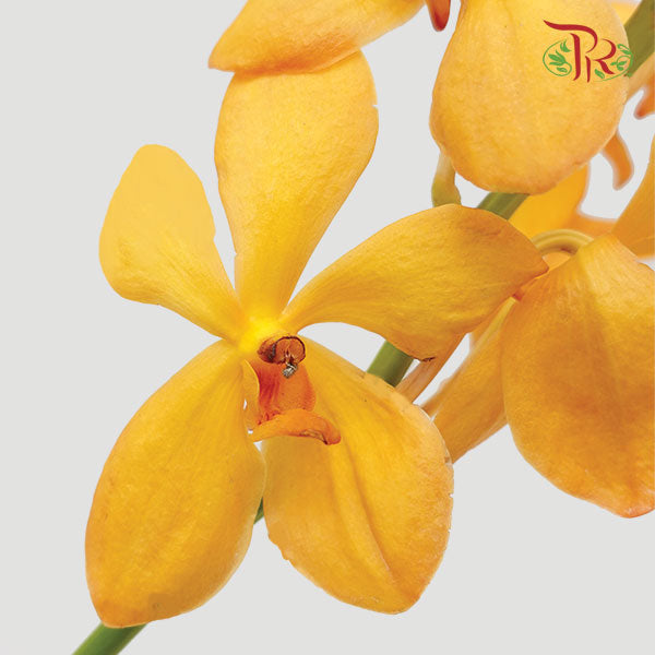 Mokara Orchid Orange (L) - Pudu Ria Florist Southern