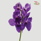 Mokara Orchid Purple (M)