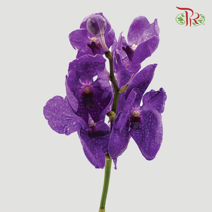 Mokara Orchid Purple (XL) - Pudu Ria Florist Southern