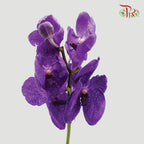 Mokara Orchid Purple (L) - Pudu Ria Florist Southern