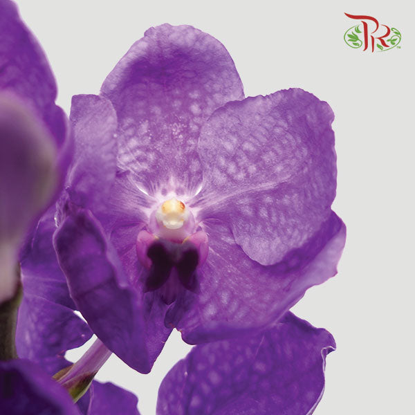 Mokara Orchid Purple (L)