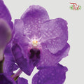 Mokara Orchid Purple (M) - Pudu Ria Florist Southern
