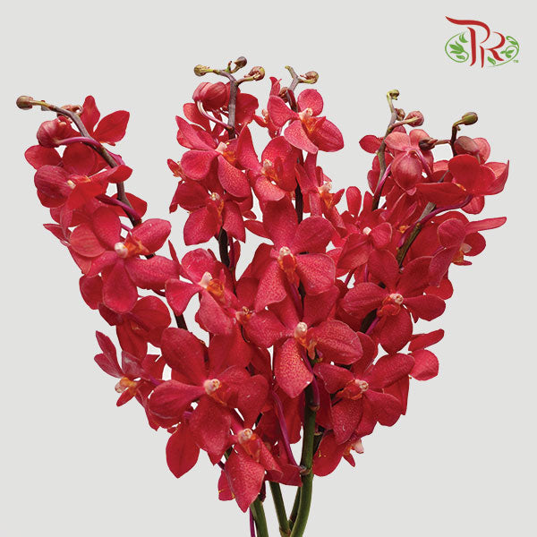 Mokara Orchid Red (L) - Pudu Ria Florist Southern