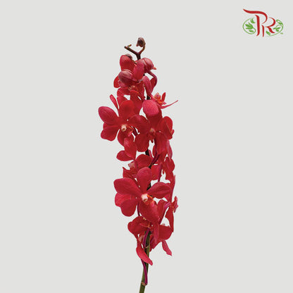 Mokara Orchid Red (XL) - Pudu Ria Florist Southern