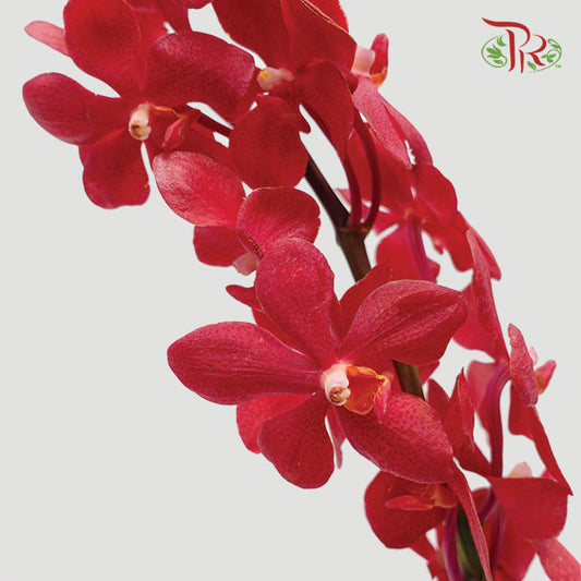 Mokara Orchid Red (L) - Pudu Ria Florist Southern