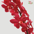 Mokara Orchid Red (XL) - Pudu Ria Florist Southern