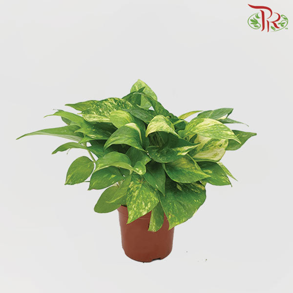 Epipremnum Money Plant - Pudu Ria Florist Southern