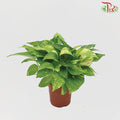 Epipremnum Money Plant - Pudu Ria Florist Southern