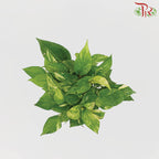 Epipremnum Money Plant - Pudu Ria Florist Southern