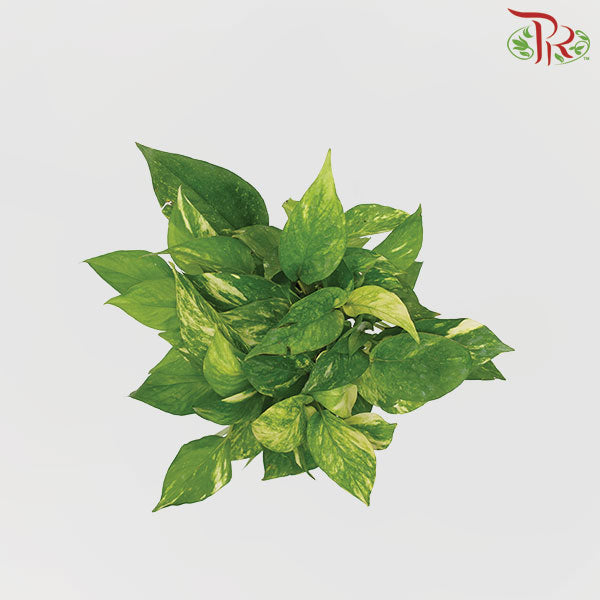 Epipremnum Money Plant - Pudu Ria Florist Southern