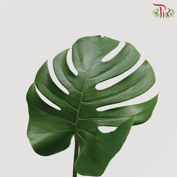 Monstera (L) - 5 Stems - Pudu Ria Florist Southern