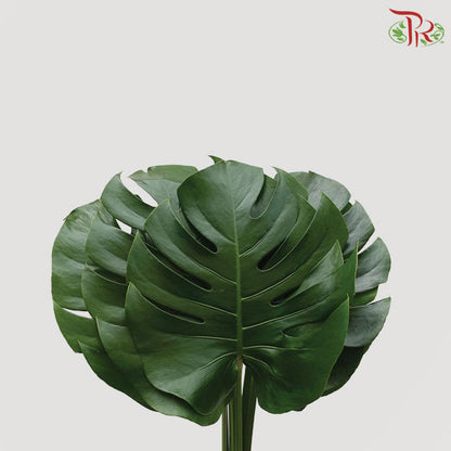 Monstera (XL) - 5 Stems - Pudu Ria Florist Southern