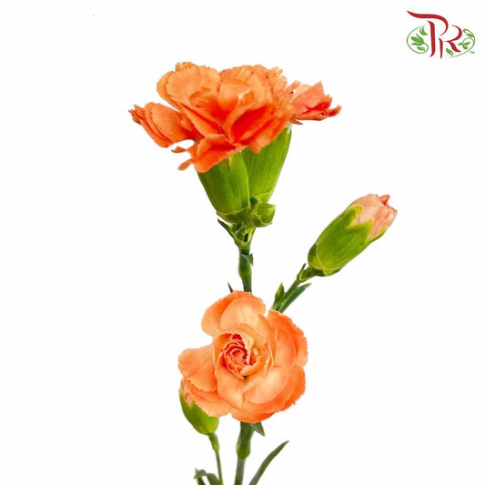 Carnation Spray Orange (18-20 Stems) - Pudu Ria Florist Southern