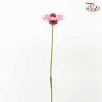 Dry Stella Luna - Purple - Pudu Ria Florist Southern